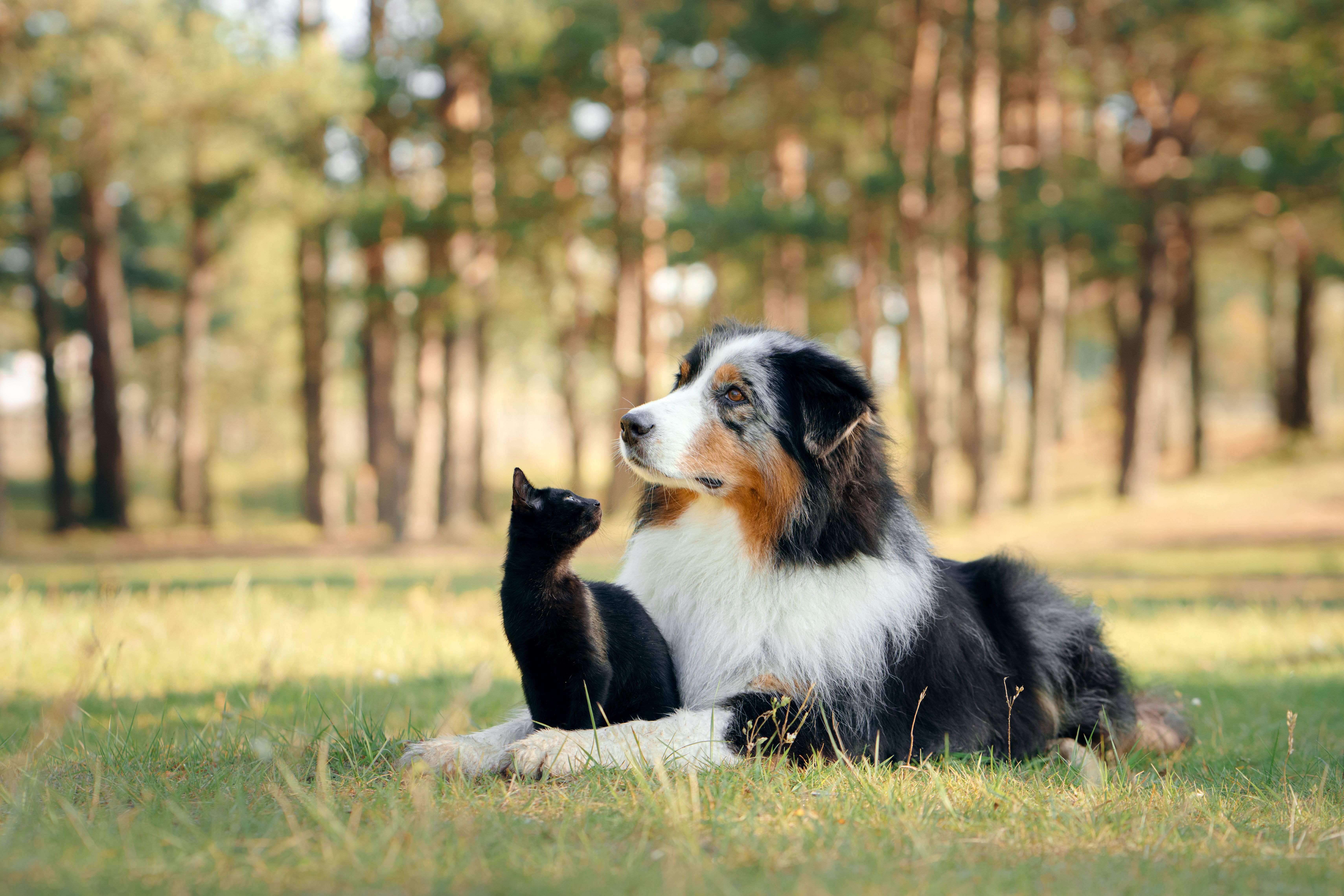 Comment retirer une tique de votre animal ?