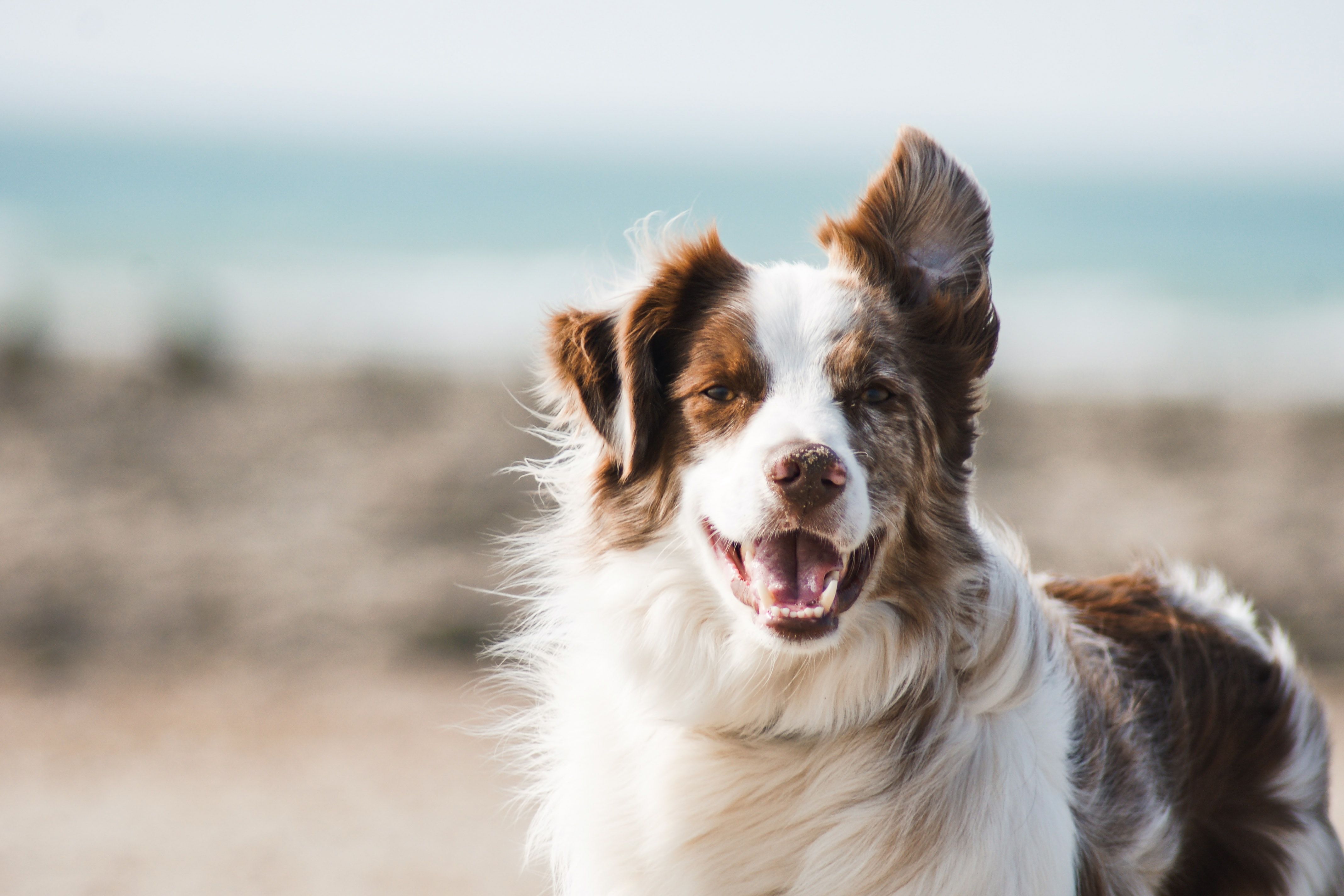 Quand et comment vermifuger son chien ?