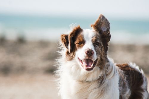 Quand et comment vermifuger son chien ?